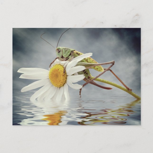 Grasshopper auf daisy-Blume Postkarte (Vorderseite)