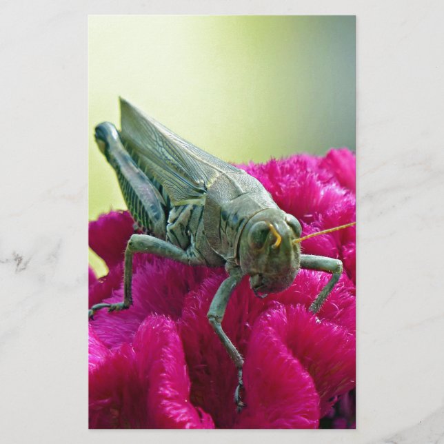 Grasshopper auf dem Cockscomb (Vorderseite)
