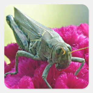 Grasshopper auf dem Cockscomb Quadratischer Aufkleber