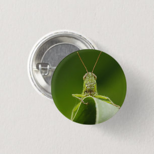 Grasshopper auf Leaf, Grasshopper-Gesicht Nah-up Button