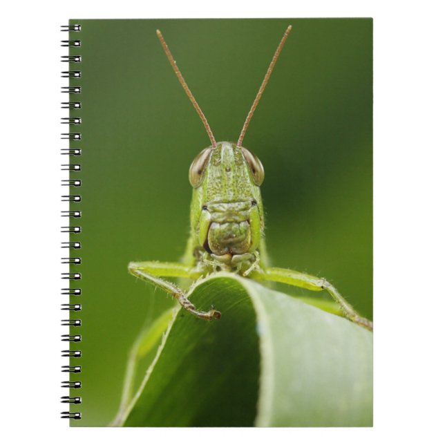 Grasshopper auf Leaf, Grasshopper-Gesicht Nah-up Notizblock (Vorderseite)