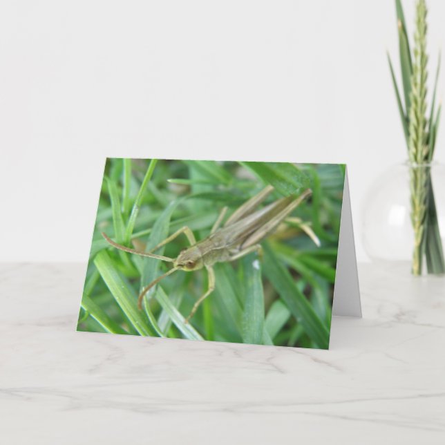 Grasshopper, benutzerdefinierbare Grußkarte Karte (Vorderseite)