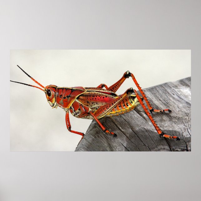 Grasshopper Bug Insect Artwork Foto Poster (Vorne)