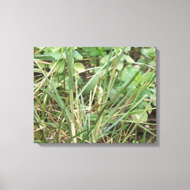 Grasshopper Camouflage Canvas Print Leinwanddruck (Vorderseite)