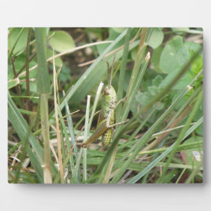 Grasshopper Camouflage Plaque Fotoplatte