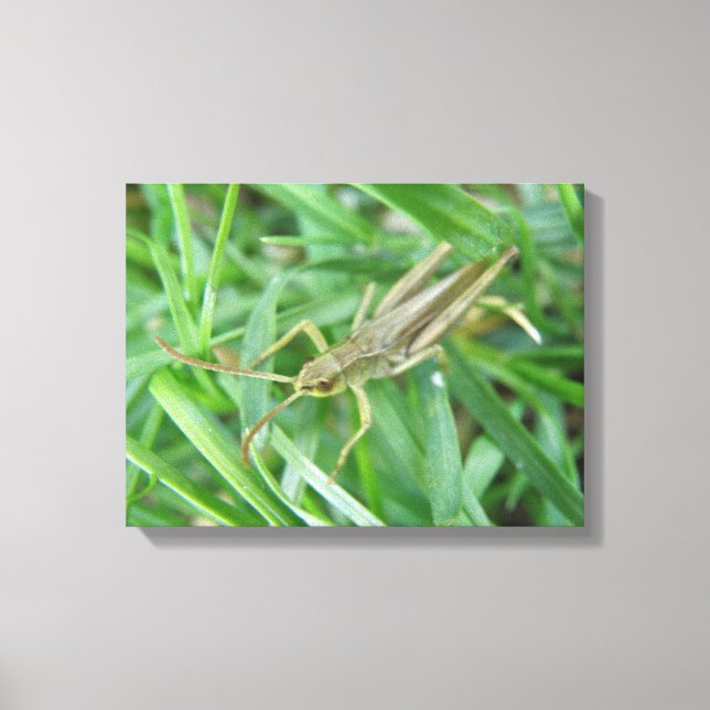Grasshopper Canvas Print Leinwanddruck (Vorderseite)