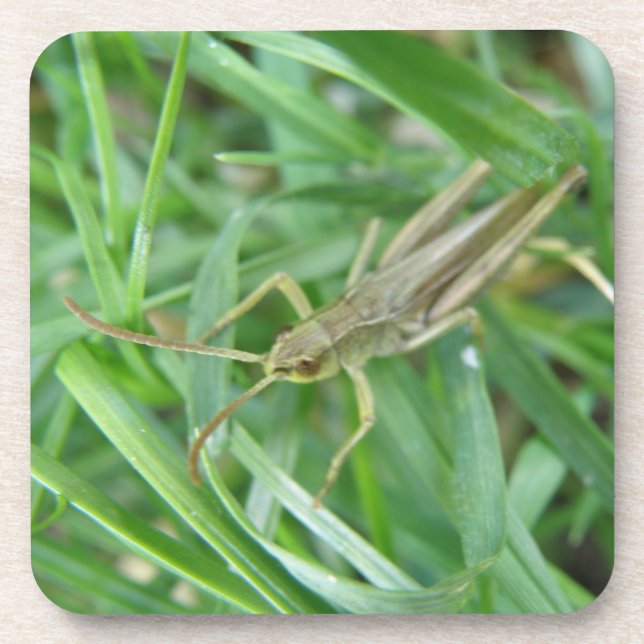 Grasshopper Cork Untersetzer (Vorderseite)