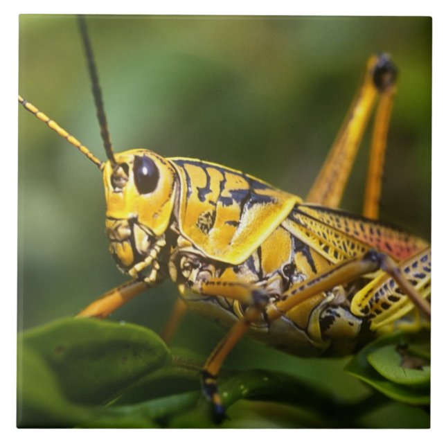 Grasshopper, Everglades National Park, Florida, Fliese (Vorderseite)