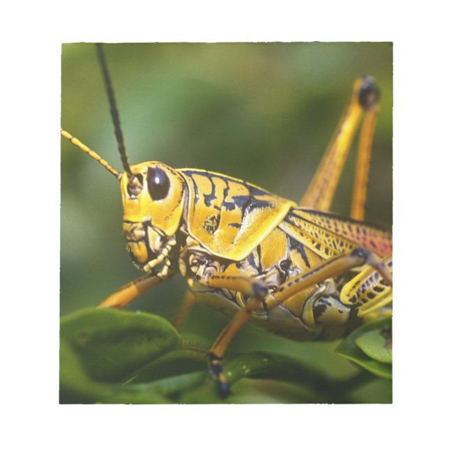 Grasshopper, Everglades National Park, Florida, Notizblock (Vorderseite)