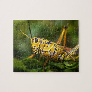 Grasshopper, Everglades National Park, Florida, Puzzle