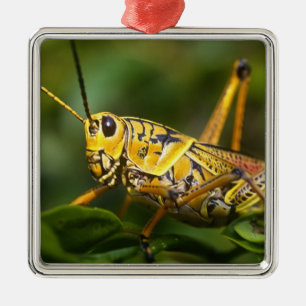Grasshopper, Everglades National Park, Florida, Silbernes Ornament