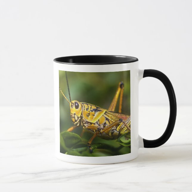 Grasshopper, Everglades National Park, Florida, Tasse (Rechts)
