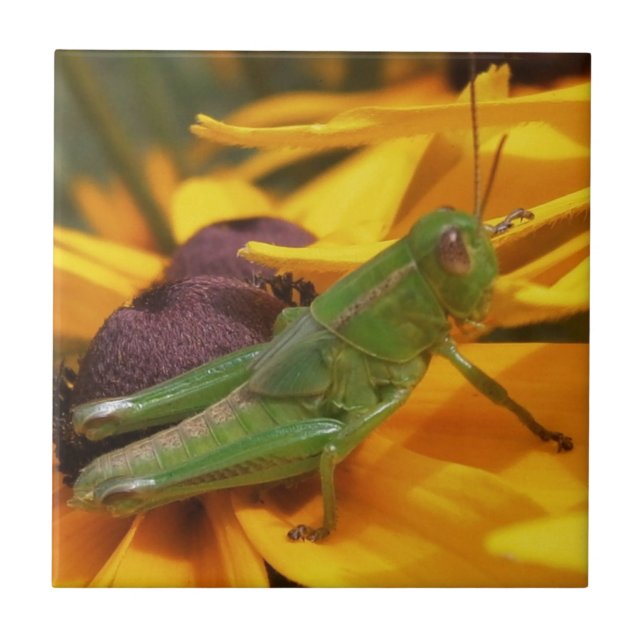 Grasshopper Fliese (Vorderseite)