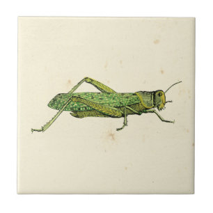 Grasshopper in der Printwerbung Fliese