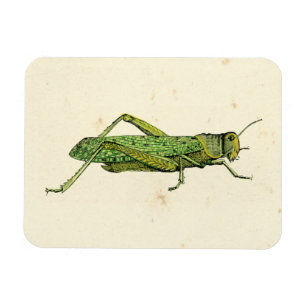 Grasshopper in der Printwerbung Magnet