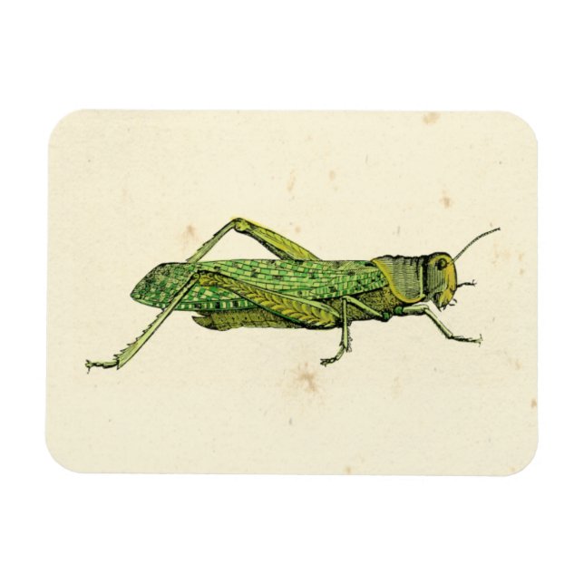 Grasshopper in der Printwerbung Magnet (Horizontal)