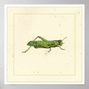 Grasshopper in der Printwerbung Poster