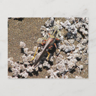 Grasshopper, Isla Bartolome, Galapagos Postkarte