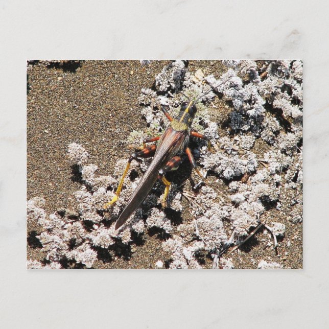 Grasshopper, Isla Bartolome, Galapagos Postkarte (Vorderseite)