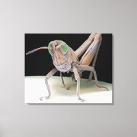Grasshopper nymph