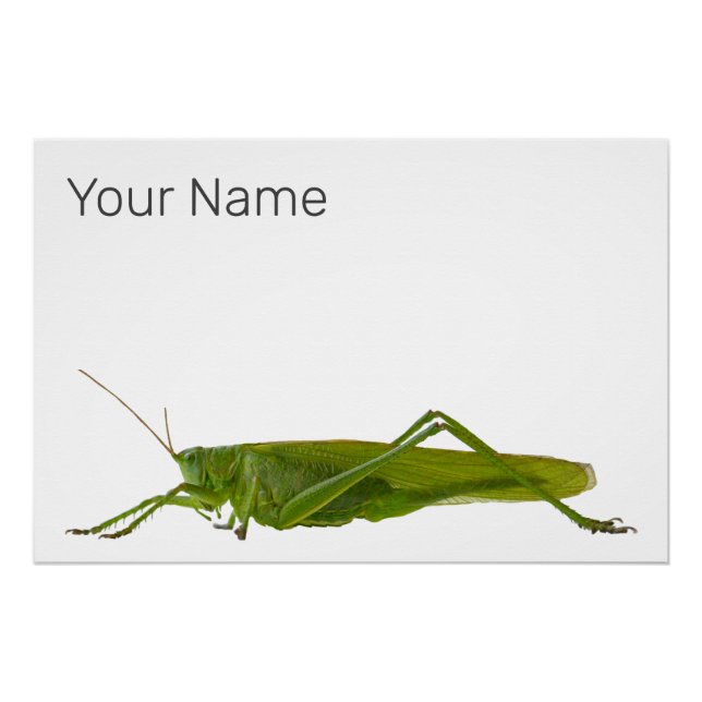 Grasshopper oder Retro-Insekt Poster (Vorderseite)
