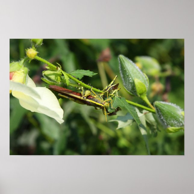 Grasshopper Pair 2 Poster (Vorne)