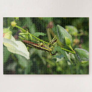 Grasshopper Pair 2 Puzzle