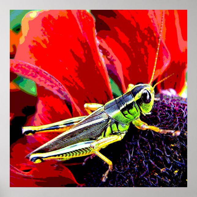 Grasshopper Poster (Vorne)