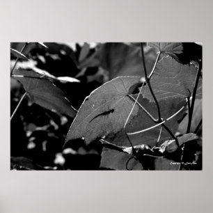 Grasshopper Poster
