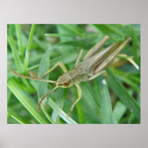 Grasshopper Poster