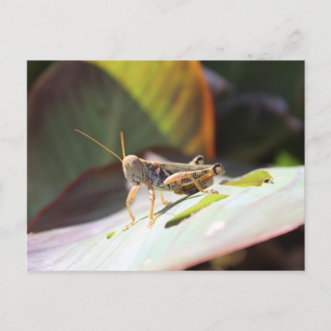 Grasshopper Postkarte (Vorderseite)