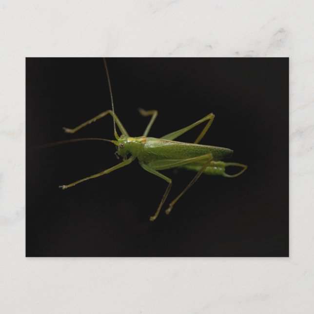 Grasshopper Postkarte (Vorderseite)
