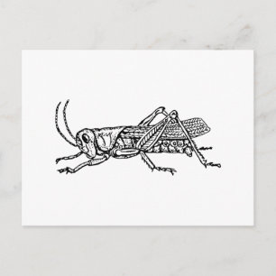 Grasshopper Postkarte