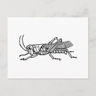 Grasshopper Postkarte