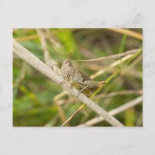 Grasshopper Postkarte