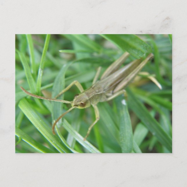 Grasshopper Postkarte (Vorderseite)