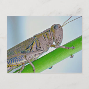 Grasshopper Postkarte. Postkarte