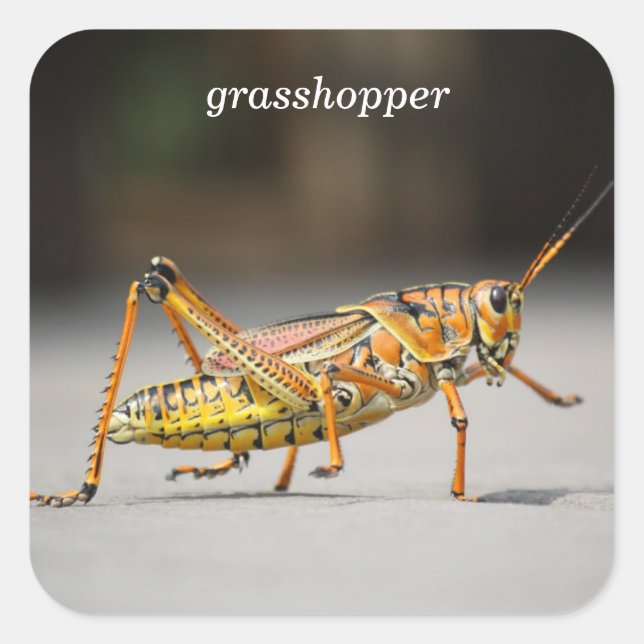 Grasshopper Quadratischer Aufkleber (Vorderseite)