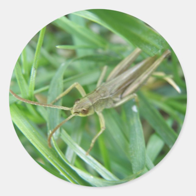 Grasshopper Runder Aufkleber (Vorderseite)