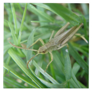 Grasshopper Tile Fliese