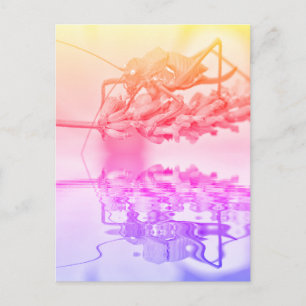 Grasshopper über Wasser mit Reflektion Postkarte