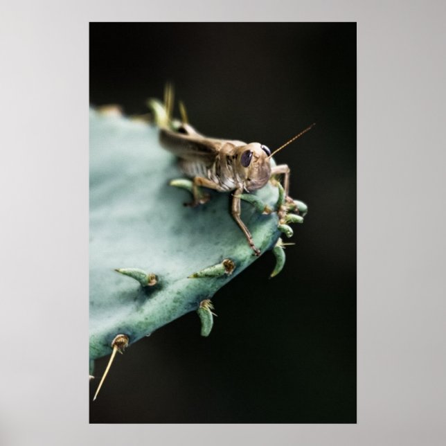 Grasshopper zum Kaktus Poster (Vorne)