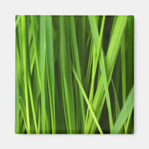 Grasstrahlen Magnet
