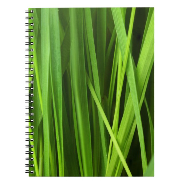 Grasstrahlen Notizblock (Vorderseite)