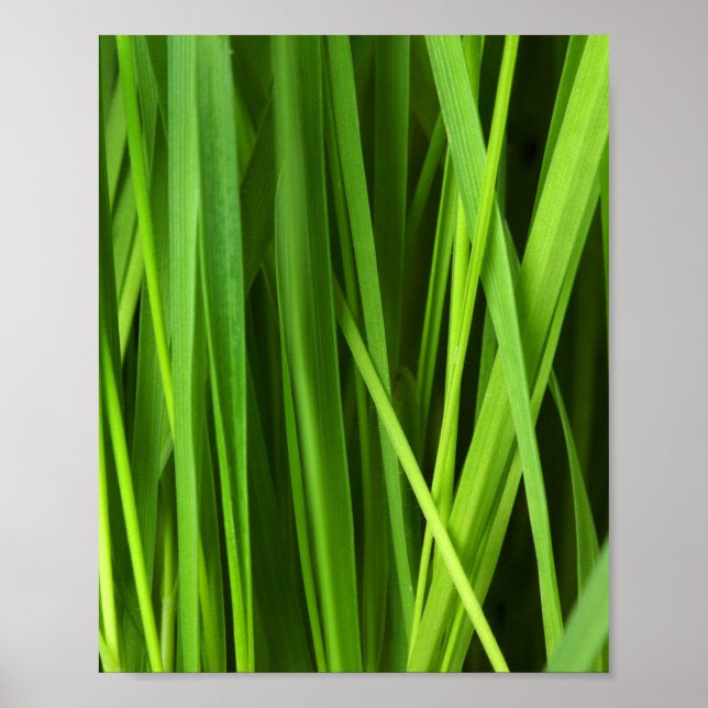 Grasstrahlen Poster (Vorne)