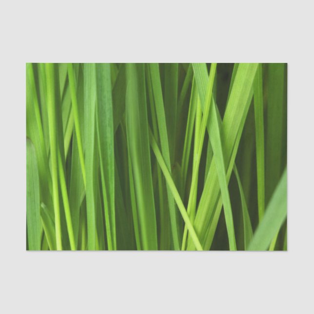 Grasstrahlen Seidenpapier (Vorderseite)