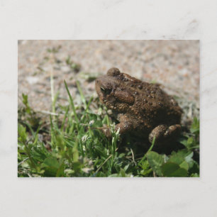 Grassy Frog Postkarte