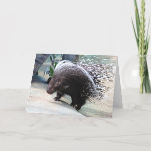 Gratiskarte Porcupine Karte