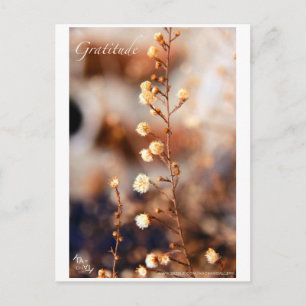 GRATITUDE POSTKARTE