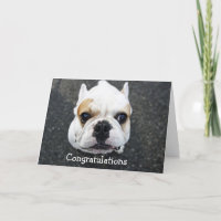 Gratulation Bulldog Grußkarte